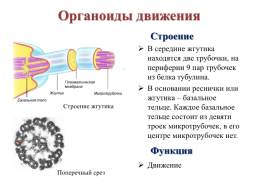 Строение эукариотической клетки, слайд 32