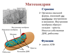Строение эукариотической клетки, слайд 33