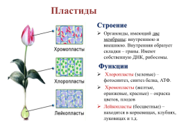 Строение эукариотической клетки, слайд 34