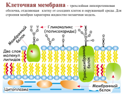 Строение эукариотической клетки, слайд 5