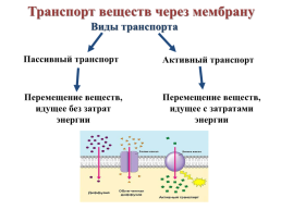 Строение эукариотической клетки, слайд 7