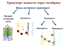 Строение эукариотической клетки, слайд 9