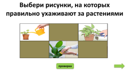Что нужно растениям для жизни, слайд 8