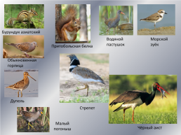 Типичные и редкие виды животных Варгашинского района, слайд 12