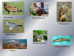 Типичные и редкие виды животных Варгашинского района, слайд 14
