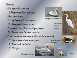 Типичные и редкие виды животных Варгашинского района, слайд 16