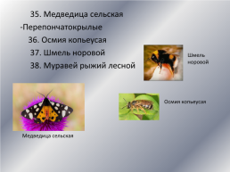 Типичные и редкие виды животных Варгашинского района, слайд 20