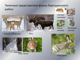 Типичные и редкие виды животных Варгашинского района, слайд 5