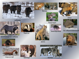 Типичные и редкие виды животных Варгашинского района, слайд 6