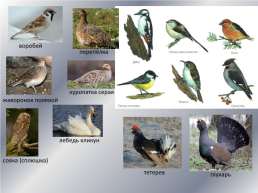 Типичные и редкие виды животных Варгашинского района, слайд 7