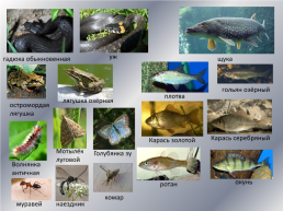 Типичные и редкие виды животных Варгашинского района, слайд 8