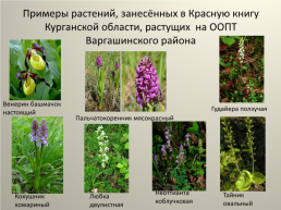 Особо охраняемые природные территории Варгашинского района и редкие виды растений на территории Варгашинского района, слайд 12