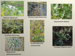 Особо охраняемые природные территории Варгашинского района и редкие виды растений на территории Варгашинского района, слайд 13