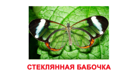 Приложение к беседе «Удивительный мир насекомых», слайд 11