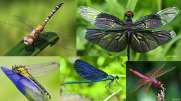 Приложение к беседе «Удивительный мир насекомых», слайд 21