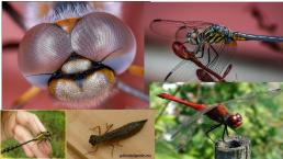 Приложение к беседе «Удивительный мир насекомых», слайд 22