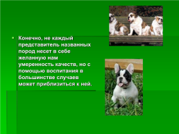 Выбор породы собаки, слайд 10