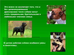 Выбор породы собаки, слайд 12