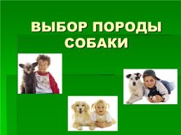 Выбор породы собаки, слайд 2