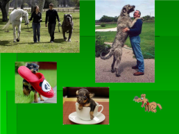 Выбор породы собаки, слайд 4