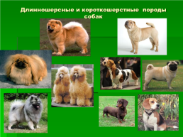 Выбор породы собаки, слайд 7