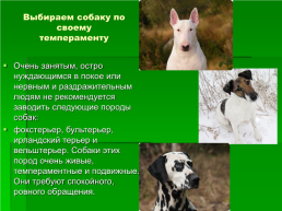 Выбор породы собаки, слайд 8