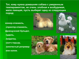Выбор породы собаки, слайд 9