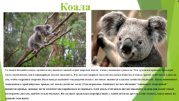 Уникальность австралийских животных, слайд 7