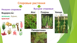 Почему высшие споровые растения