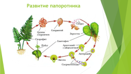 Споровые растения, слайд 24