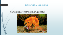 Объект всемирного природного наследия Юнеско (1996 год). Байкал- это…, слайд 11