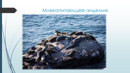 Объект всемирного природного наследия Юнеско (1996 год). Байкал- это…, слайд 12