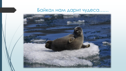Объект всемирного природного наследия Юнеско (1996 год). Байкал- это…, слайд 2