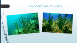 Объект всемирного природного наследия Юнеско (1996 год). Байкал- это…, слайд 9