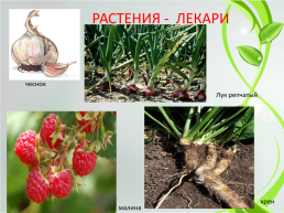 Вещества, вырабатываемые растениями, слайд 2