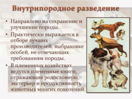 Селекция животных, слайд 4
