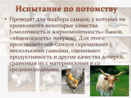 Селекция животных, слайд 8