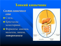 Изменение питательных веществ в кишечнике, слайд 19