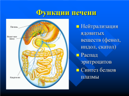Изменение питательных веществ в кишечнике, слайд 23