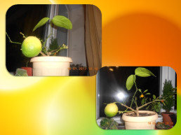 Лимон — небольшое вечнозелёное плодовое дерево, слайд 11
