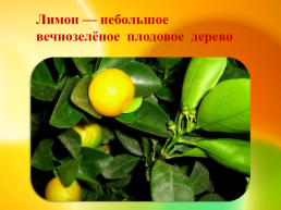 Лимон — небольшое вечнозелёное плодовое дерево, слайд 2