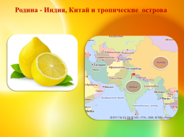 Лимон — небольшое вечнозелёное плодовое дерево, слайд 3