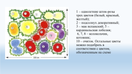 Составление схем цветников на УОУ, слайд 14