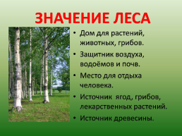 Что растет в лесу?, слайд 3