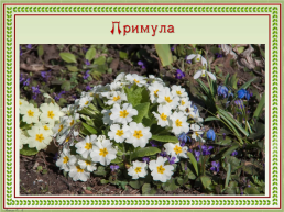 Первоцветы Кубани, слайд 11
