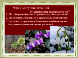Первоцветы Кубани, слайд 14