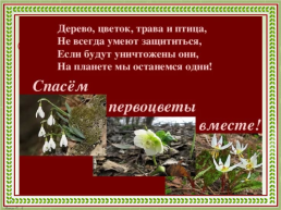 Первоцветы Кубани, слайд 15