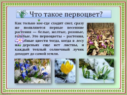Первоцветы Кубани, слайд 2
