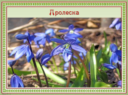 Первоцветы Кубани, слайд 8