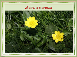 Первоцветы Кубани, слайд 9